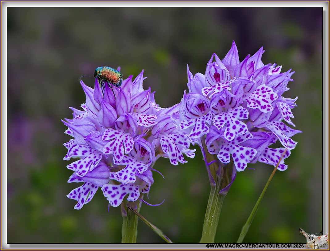 Orchis trident&eacute;